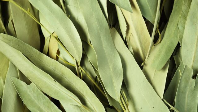 Dried eucalyptus leaves, close-up. 4K video, Rotating. Dried eucalyptus leaves are used in alternative medicine, aromatherapy and spa. Often used as sauna brooms.
