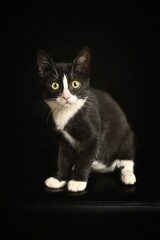 Close up portrait of cute tuxedo kitten on a black background. Vertical image.