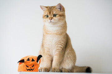 close up gold british cat with wearing pumpkin halloween concept