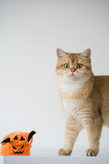 close up gold british cat with wearing pumpkin halloween concept