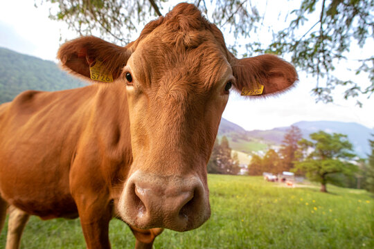 Close-up of cow of simmental breed on green pasture in mountains, animal's face and green grass on the meadow in Switzerland. Brown cow looking curiously at camera.