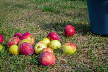 Ripe red-green apples fell onto the grass from a metal bucket. Autumn apple harvest scene