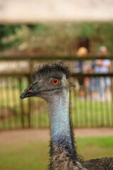 Portrait of a black emu offspring