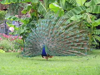 Obraz premium a peacock shows its colorful plumage