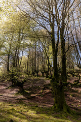 Naklejka premium Tranquil Wilderness: Discovering the Serene Splendor of Belaustegui Beech Forest