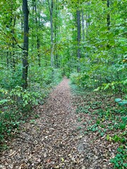 path in the forest