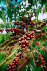 Ripe coffee berries are bright red
