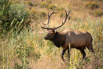 Bull elk with large antlers in Rocky Mountain National Park, CO, USA