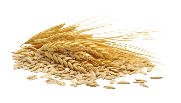 wheat grain isolated on transparent background cutout