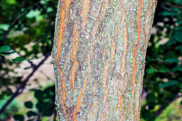 Golden rain tree bark detail - Latin name - Koelreuteria paniculata