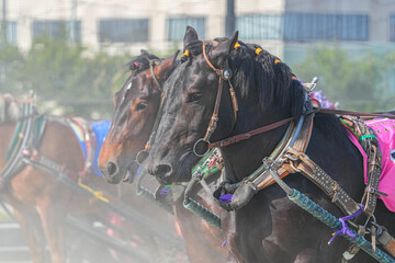 十勝ばんえい競馬