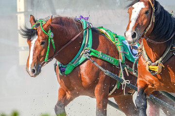 十勝ばんえい競馬