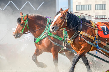 十勝ばんえい競馬