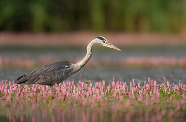 Gray heron bird ( Ardea cinerea )