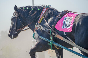 十勝ばんえい競馬