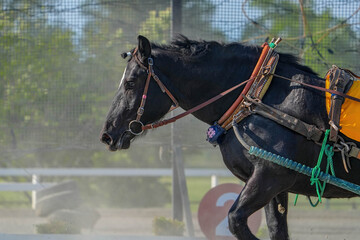 十勝ばんえい競馬