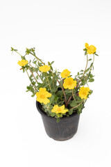 Top view of Moss-rose which have yellow color in flowerpot on white background. Plant flower in flowerpot.