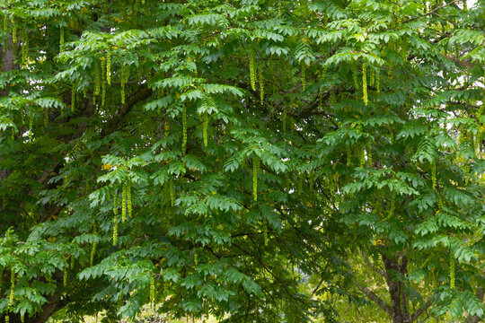 Pterocarya fraxinfolia, the Caucasian walnut tree