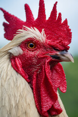 Close up of beautiful white and red free range rooster
