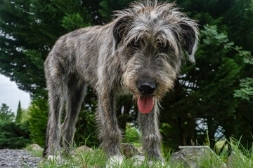 Irish Wolf Hound Puppy 