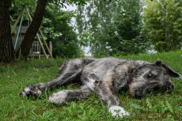 Irish Wolf Hound Puppy 