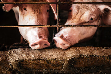 Portrait of cute two-breeder pig with dirty snout, Close-up of Pig's snout.Big pig on a farm in a...
