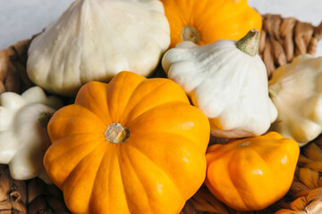 Autumn composition for Thanksgiving Day with variety of pattypan squashes on white kitchen table. Flat lay, top view, close up.