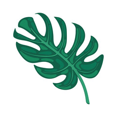 exotic leaf plant monstera