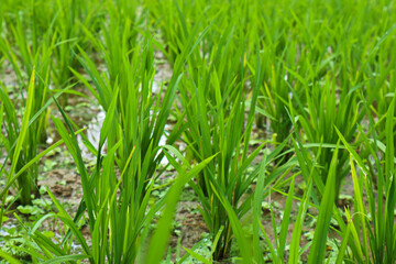 green paddy with dew drops