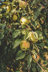 Apple on a tree at sunset background, harvest concept