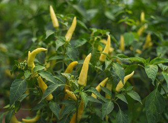 Homegrown peppers in garden.