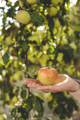 Farmer picking green apple from tree. Woman harvesting fruit from branch at autumn season