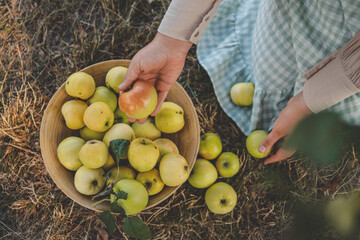 Girl picking apples in the garden, autumn aesthetic