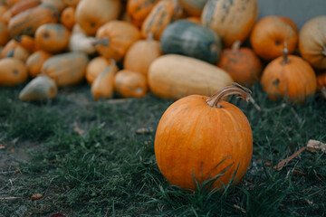 Pumpkin closeup background, harvest