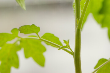 Green Growing Lateral Side Shoot Tomato Plant