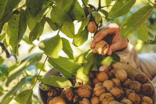 Walnut tree with big nuts in green shell close up, harvesting time