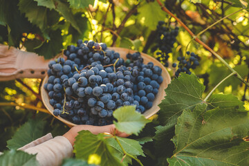 Harvest time. Bunch of grapes in the hands of the farmer