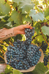 Obraz premium Harvest time. Bunch of grapes in the hands of the farmer