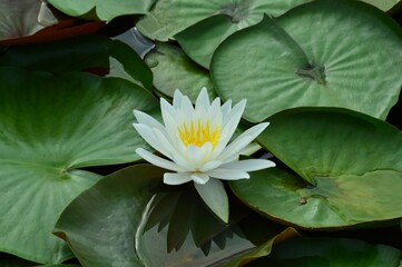 ヒツジグサ（未草 ）白　睡蓮