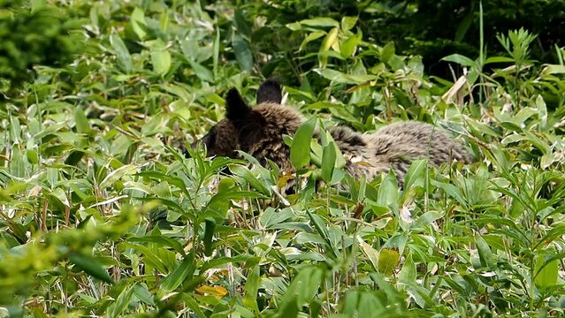 Shiretoko, a wild Ezo brown bear in eastern Hokkaido