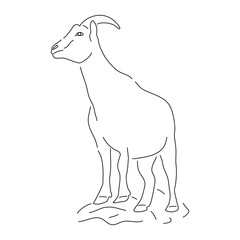 Goat in doodle style. Icons sketch hand made. Vector editable stroke.