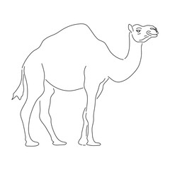 Camel illustration in hand drawn design. Vector editable stroke.