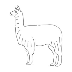 Llama in doodle style. Icons sketch hand made. Vector editable stroke.