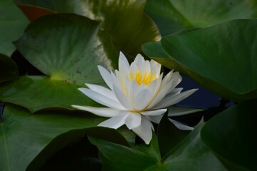 ヒツジグサ（未草 ）白　睡蓮