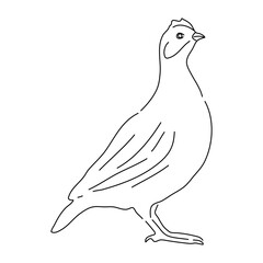 Quails illustration in hand drawn design. Vector editable stroke.