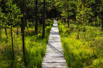Varnikai Cognitive Walking Way at Trakai Historical National Park, a wooden walking path through the forest and swamps in summer