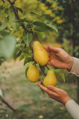 Pear harvest in an orchard; woman's hand picking up pear fruits on the background of fruit garden