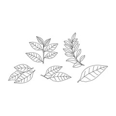 Hand drawn set of floral laurel leaves isolated on white background