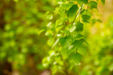 Birch close-up as a background. Birch leaves, branches and bark as a concept of birch sap.