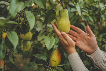 Pear harvest in an orchard; woman's hand picking up pear fruits on the background of fruit garden
